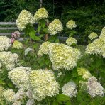 Hortenzia metlinatá (Hydrangea paniculata) ´LIMELIGHT´® - výška 30-50 cm, kont. C2L